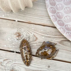 Byon Salt- & pepper shaker beetles, Brown Outlet
