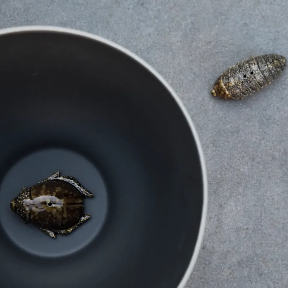 Byon Salt- & pepper shaker beetles, Brown Outlet